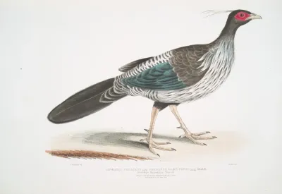 Lineated Nepaul Pheasant Phasianus Hamiltonii
