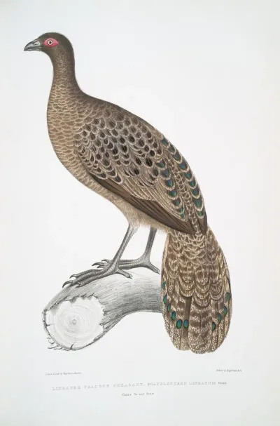Lineated Peacock Pheasant Polyplectron Lineatum