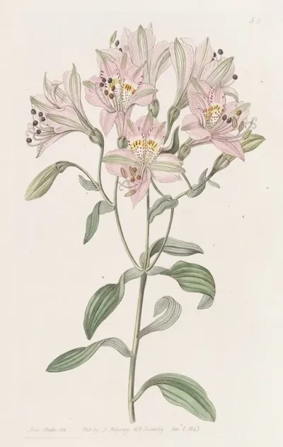 Lined Alstraemeria