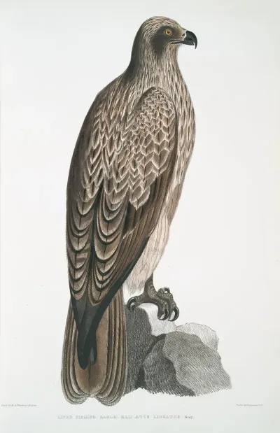Lined Fishing Eagle Haliaetus Lineatus