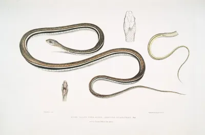Lined Tailed Tree Snake Ahaetula Caudolineata
