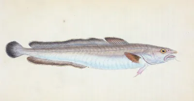 Ling Gadus Molva