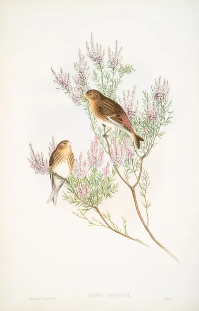 Linota Montium Twite Or Mountain Linnet