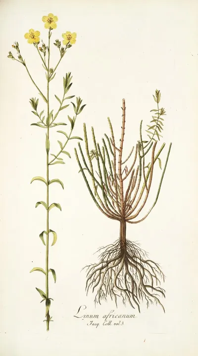 Linum Africanum