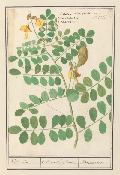 Linze Lens Culinaris Wilde Sene Collutea Theophrasti Baguenandier