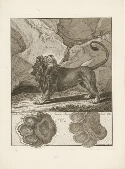 Lion 12