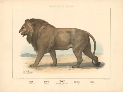 Lion 15