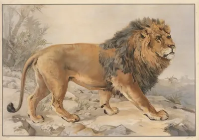 Lion 18