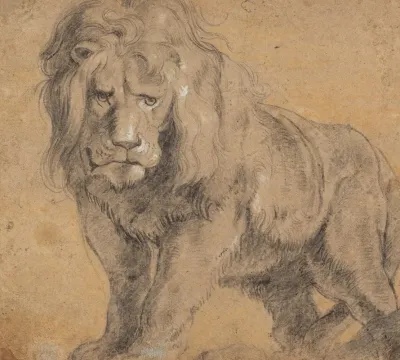 Lion 3