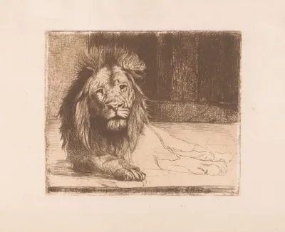Lion 7