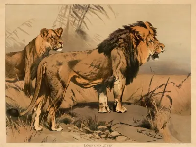 Lion And Lioness 6