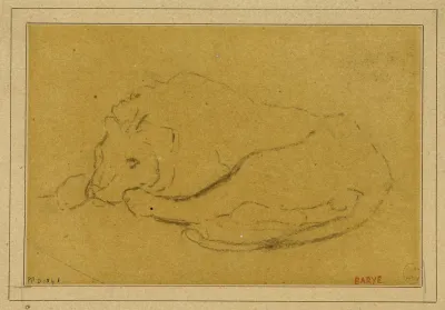 Lion Couche La Tete Entre Ses Pattes