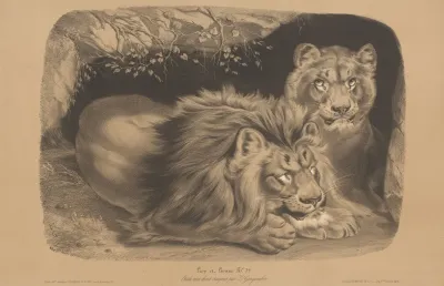 Lion Et Lionne