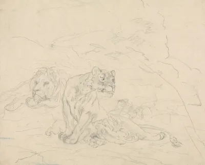 Lion Family