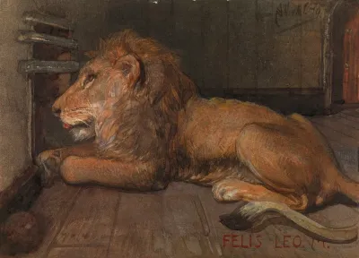 Lion In Artis Amsterdam