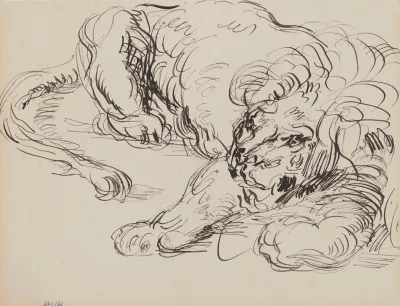 Lion Resting