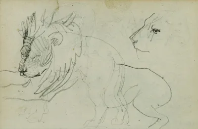 Lion Studies 2