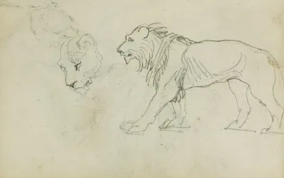 Lion Walking Head Of A Lioness
