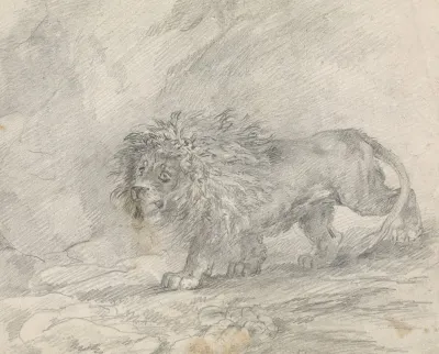 Lion Walking In Rocky Landscape