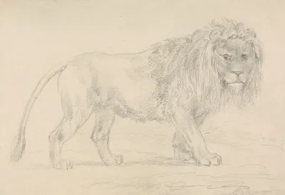 Lion Walking