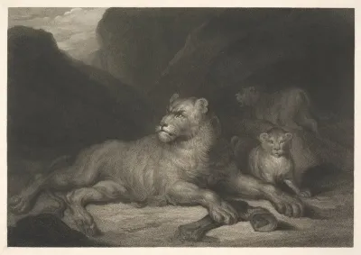 Lioness 3