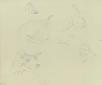 Lions And Wolves