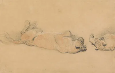Lions At Play