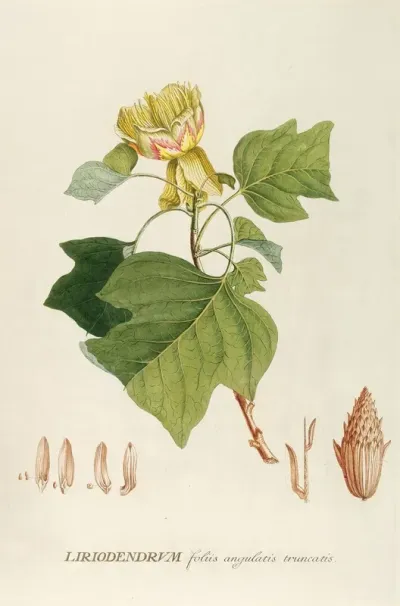 Liriodendrum