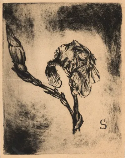 Liris Bleu