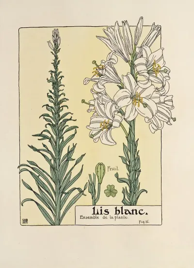 Lis Blanc