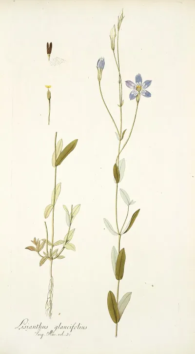 Lisianthus Glaucifolius