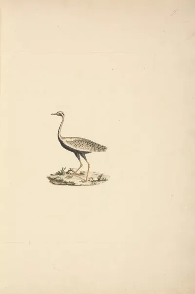 Lissotis Hartlaubii Hartlaubs Bustard
