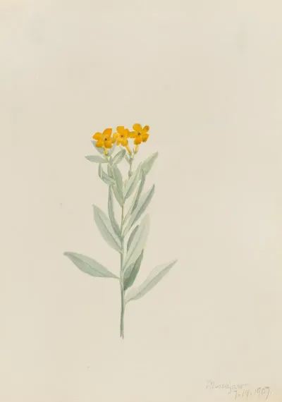Lithospermum Canescens