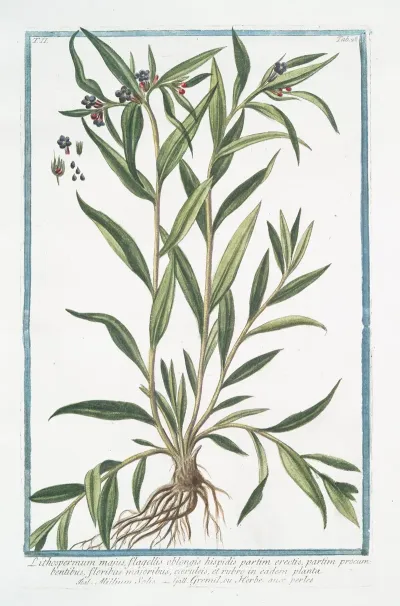 Lithospermum Majus Flagellis Oblongis Hispidis Partim Erectis Partim Procumbentibus Floribus Majoribus Caeruleis En Eadem Palnta Millium Solis Gremil Ou Herbe Aux Perles Puccoon