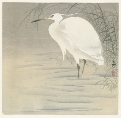 Little Egret