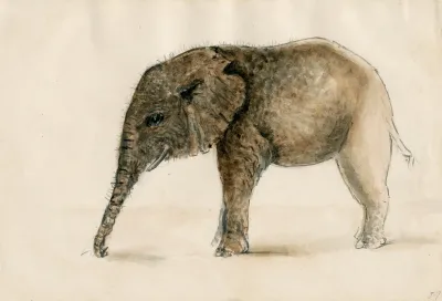 Little Elephant