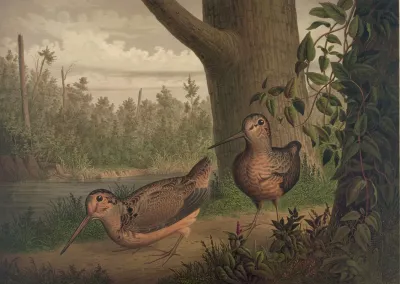 Live Woodcock
