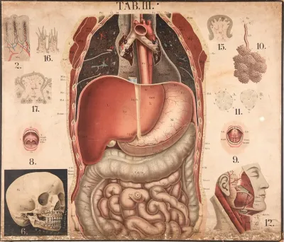 Liver Skull Facial Muscles Intestines Etc