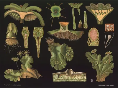 Liverwort Marchantia Polymorpha