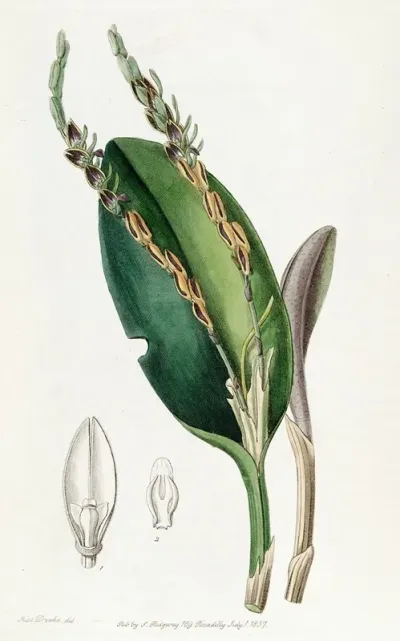 Lizard Headed Pleurothallis