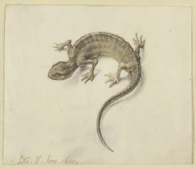 Lizard