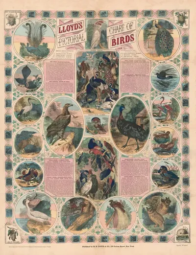 Lloyds Pictorial Chart Of Birds