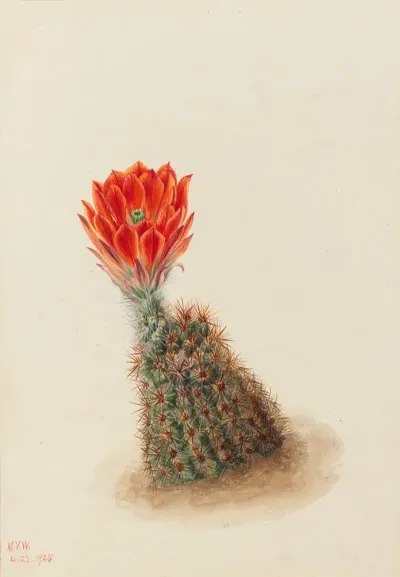 Lloyds Strawberry Cactus Echinocereus Lloydii 2