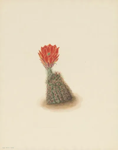 Lloyds Strawberry Cactus Echinocereus Lloydii 3