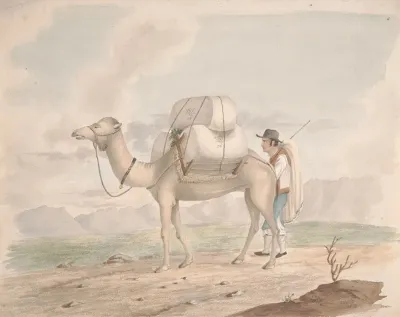 Loaded Camel