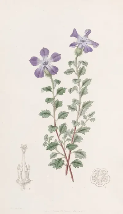 Lobed Cyananth