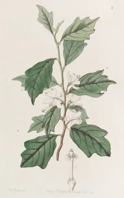 Lobed Turraea