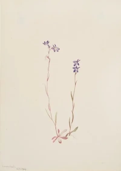 Lobelia Kalmii
