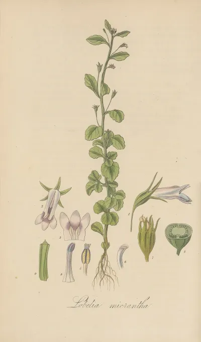 Lobelia Micrantha