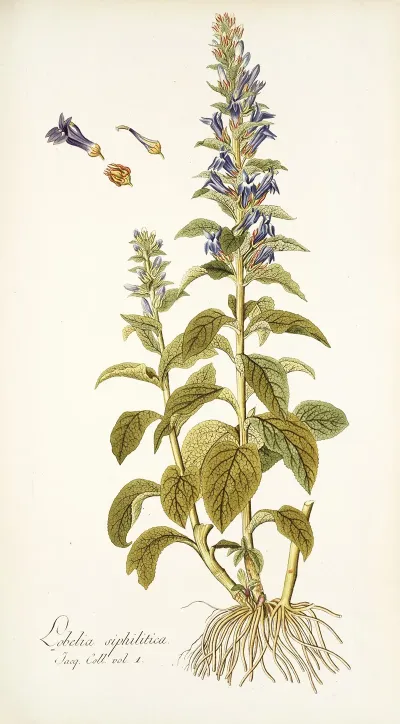 Lobelia Siphilitica